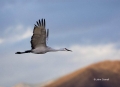 Sandhill-Crane;Crane;Grus-canadensis;Flying-bird;action;aloft;behavior;flight;fl